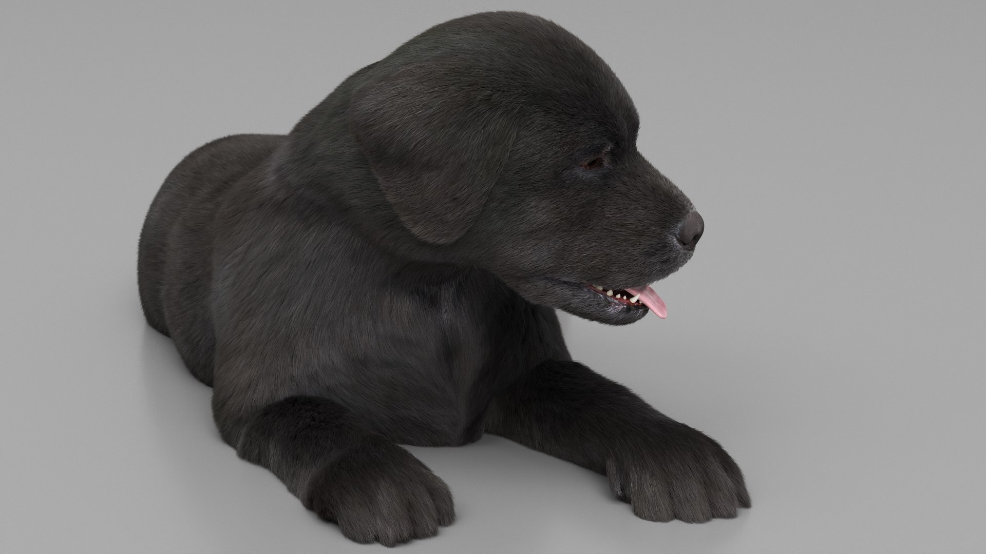 Labrador Retriever Puppy Idle Fur Animated Rigged For Maya model https://p.turbosquid.com/ts-thumb/Ei/bzRHMt/OC/labrador_retriever_puppy_idle_fur_animated_rigged_for_maya_008/jpg/1773783551/1920x1080/fit_q87/a3bdc21b44d0c30f49e4bb1e5a408b3b9757e2b6/labrador_retriever_puppy_idle_fur_animated_rigged_for_maya_008.jpg