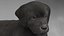 Labrador Retriever Puppy Idle Fur Animated Rigged For Maya