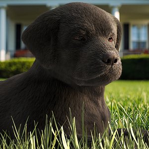 Labrador Retriever Puppy Idle Fur Animated Rigged For Maya