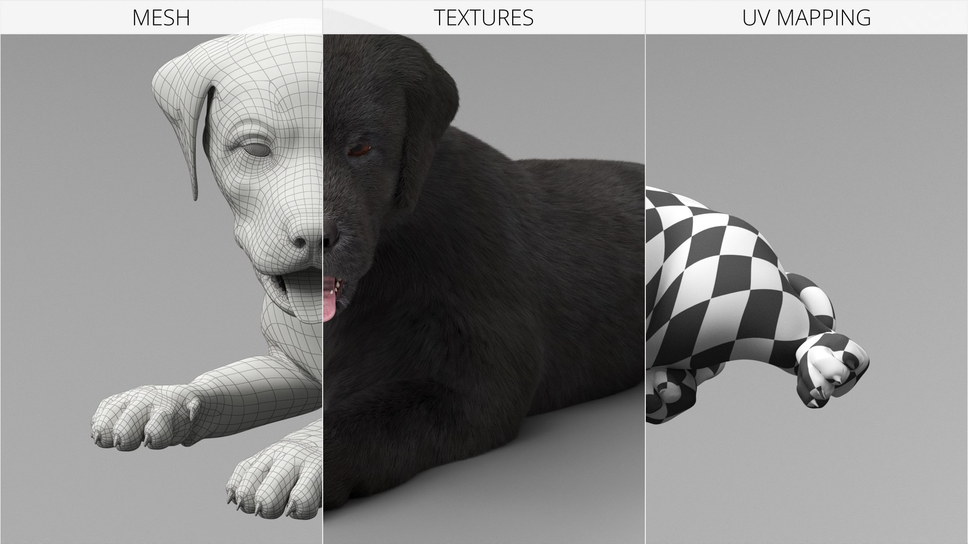 Labrador Retriever Puppy Idle Fur Animated Rigged For Maya model https://p.turbosquid.com/ts-thumb/Ei/bzRHMt/fE/labrador_retriever_puppy_idle_fur_animated_rigged_for_maya_009/jpg/1773783555/1920x1080/fit_q87/b42c9a83292e1c478c5948e5fc7cce1797f0d832/labrador_retriever_puppy_idle_fur_animated_rigged_for_maya_009.jpg