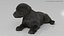 Labrador Retriever Puppy Idle Fur Animated Rigged For Maya