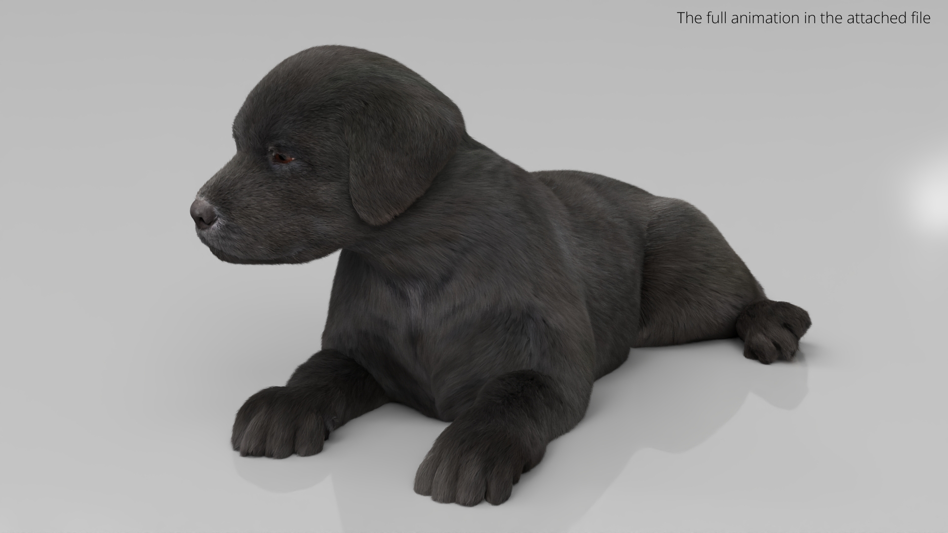 Labrador Retriever Puppy Idle Fur Animated Rigged For Maya model https://p.turbosquid.com/ts-thumb/Ei/bzRHMt/mR/labrador_retriever_puppy_idle_fur_animated_rigged_for_maya_361/jpg/1773783477/1920x1080/turn_fit_q99/67e407b60bea4f38f1538b2b3e8454e9289029d6/labrador_retriever_puppy_idle_fur_animated_rigged_for_maya_361-1.jpg