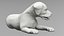 Labrador Retriever Puppy Idle Fur Animated Rigged For Maya