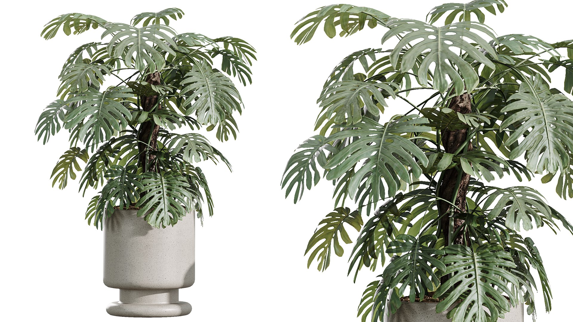 3D AV Indoor Plants Set 372 Monstera and Aspidistra and Japandi and Dracaena Warneckii model https://p.turbosquid.com/ts-thumb/Ei/gNCzL5/J1/05/png/1759385274/1920x1080/fit_q87/1f6681060c2044120441074d0b1936a64574812e/05.jpg
