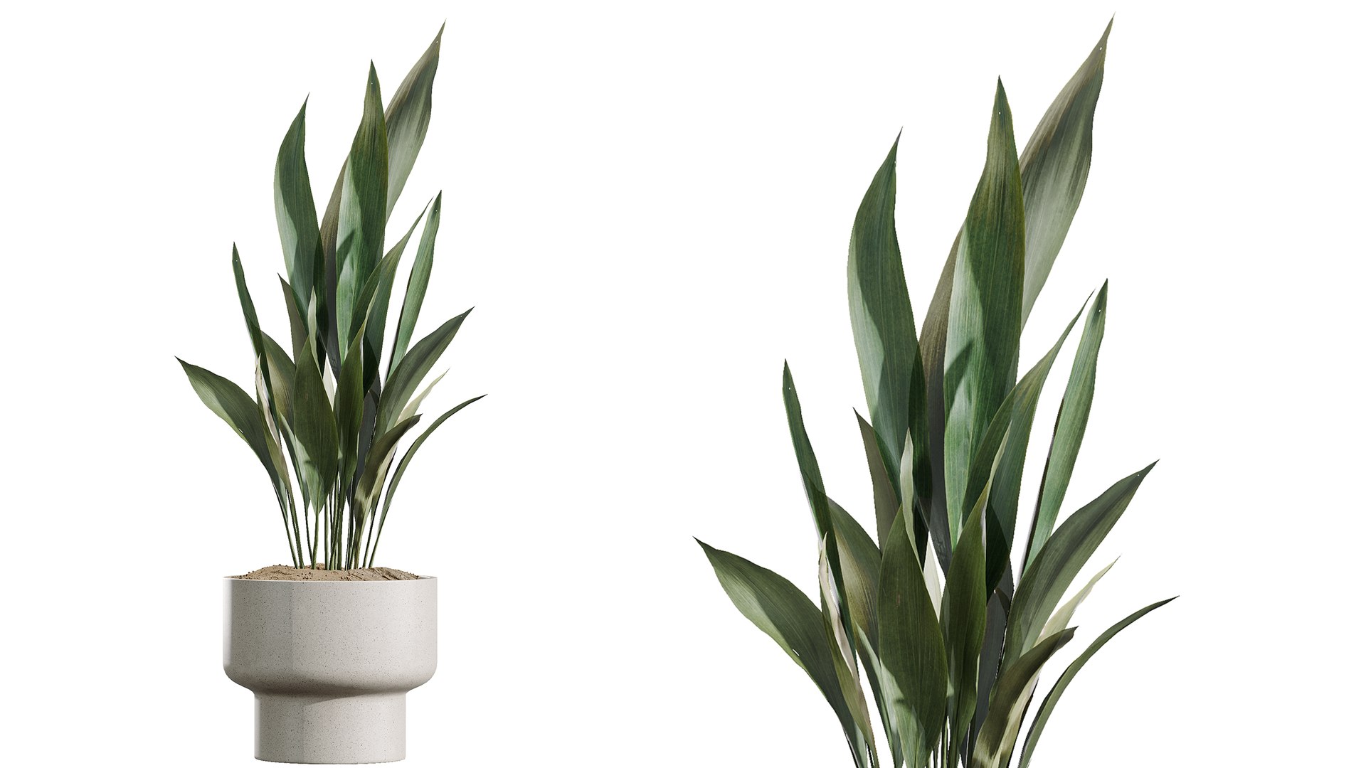 3D AV Indoor Plants Set 372 Monstera and Aspidistra and Japandi and Dracaena Warneckii model https://p.turbosquid.com/ts-thumb/Ei/gNCzL5/Ji/06/png/1759385269/1920x1080/fit_q87/fa55a28b88c645d745cae7f4c33cd61365e095ce/06.jpg