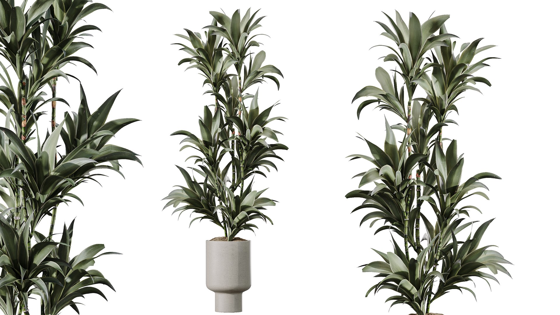 3D AV Indoor Plants Set 372 Monstera and Aspidistra and Japandi and Dracaena Warneckii model https://p.turbosquid.com/ts-thumb/Ei/gNCzL5/Kw/04/png/1759385266/1920x1080/fit_q87/6d73693862795ab75580dd37256bad3da30a6ebb/04.jpg