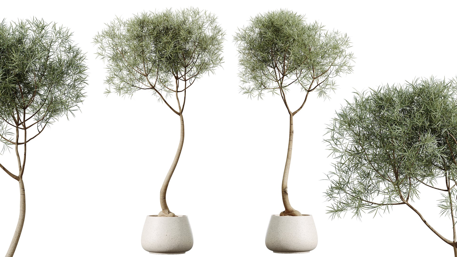3D AV Indoor Plants Set 372 Monstera and Aspidistra and Japandi and Dracaena Warneckii model https://p.turbosquid.com/ts-thumb/Ei/gNCzL5/au/02/png/1759385264/1920x1080/fit_q87/d9aa278391f9c8ce0f8a8a0713443a714dca38a7/02.jpg