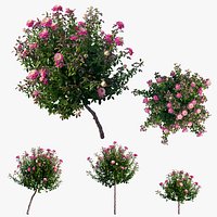 Plant rose set 05