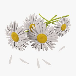 Camomile