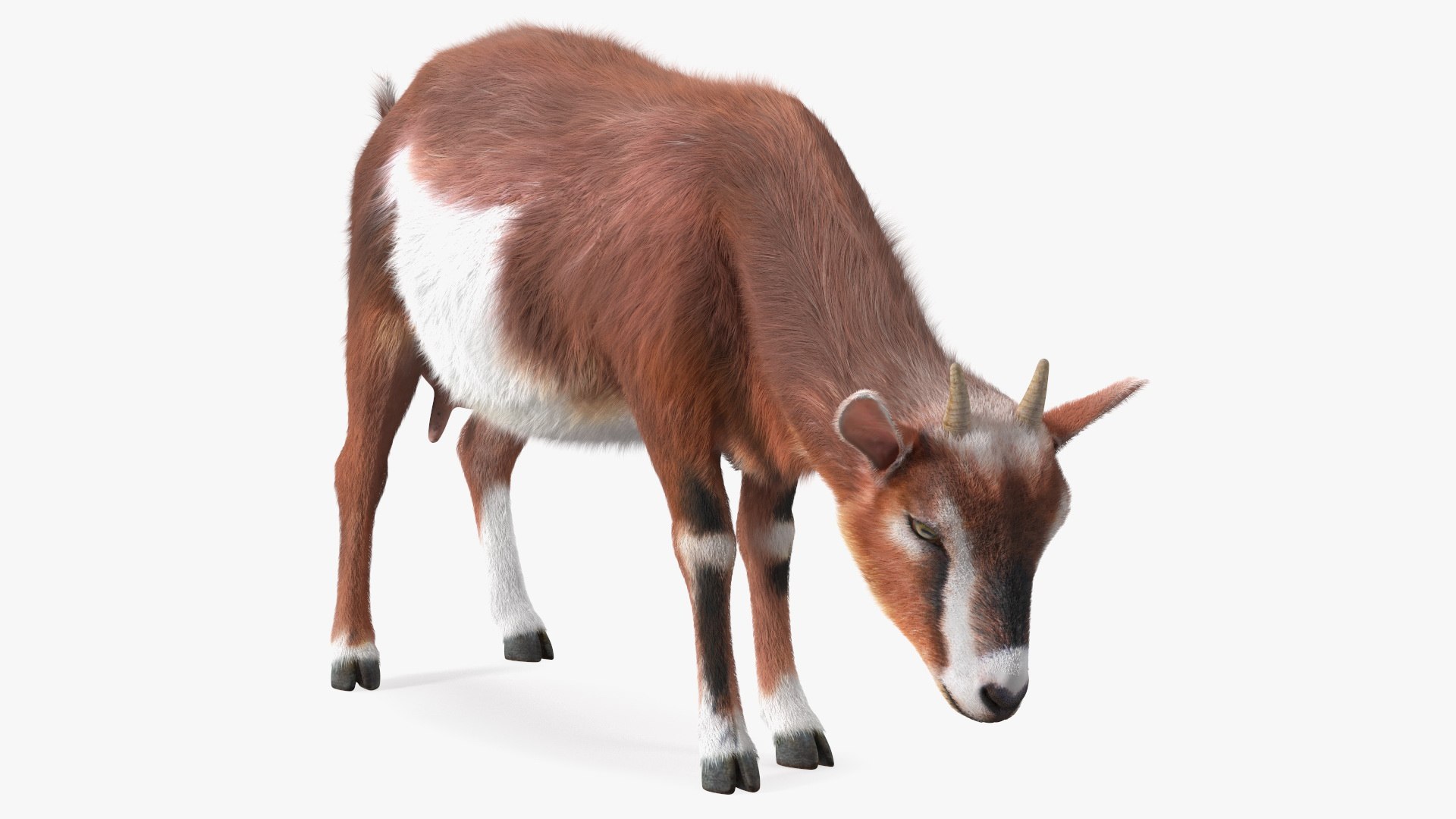 Goat on Pasture Brown-White Fur 3D model preview