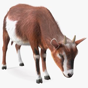 Goat on Pasture Brown-White Fur 3D model
