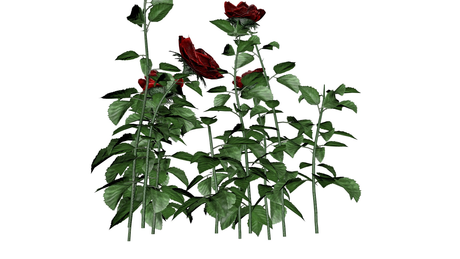 3D Red Rose Patch - 05 - https://p.turbosquid.com/ts-thumb/Ej/GwMHsg/KV/rrp_53/png/1741712244/1920x1080/fit_q87/cbf16a2d95e2b529297d742916ae9355c32dc24d/rrp_53.jpg