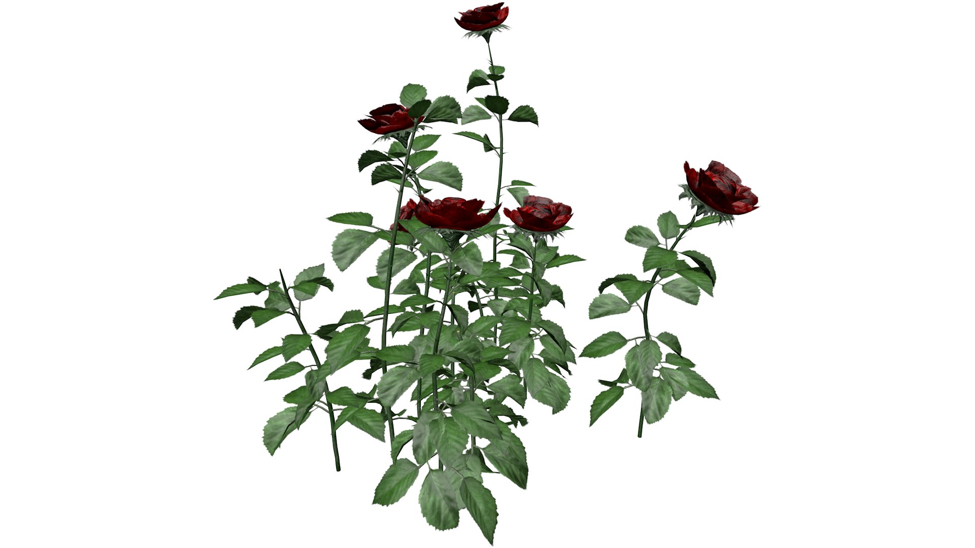 3D Red Rose Patch - 05 - https://p.turbosquid.com/ts-thumb/Ej/GwMHsg/Ro/redrose_patch_05_030/png/1741712240/1920x1080/fit_q87/245a9f01c073ad609d11bf219c0117d0a26aadd4/redrose_patch_05_030.jpg