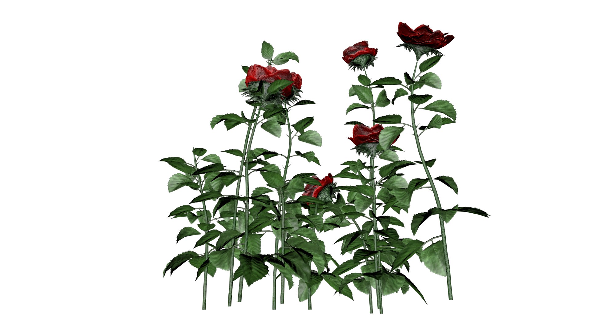 3D Red Rose Patch - 05 - https://p.turbosquid.com/ts-thumb/Ej/GwMHsg/zt/rrp_51/png/1741712243/1920x1080/fit_q87/01275e3fe8d52039dc867f6ccc1e763b12824fee/rrp_51.jpg