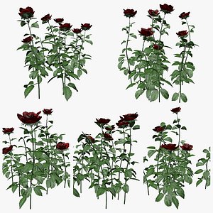 Red Rose Patches Plant Collection