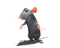 Rat