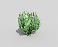 tropical shrub 1