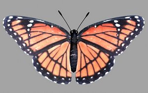 monarch butterfly 3d model