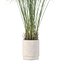 5 Minimalist Ceramic Potted Sansevieria and Calathea Plants - Set 218