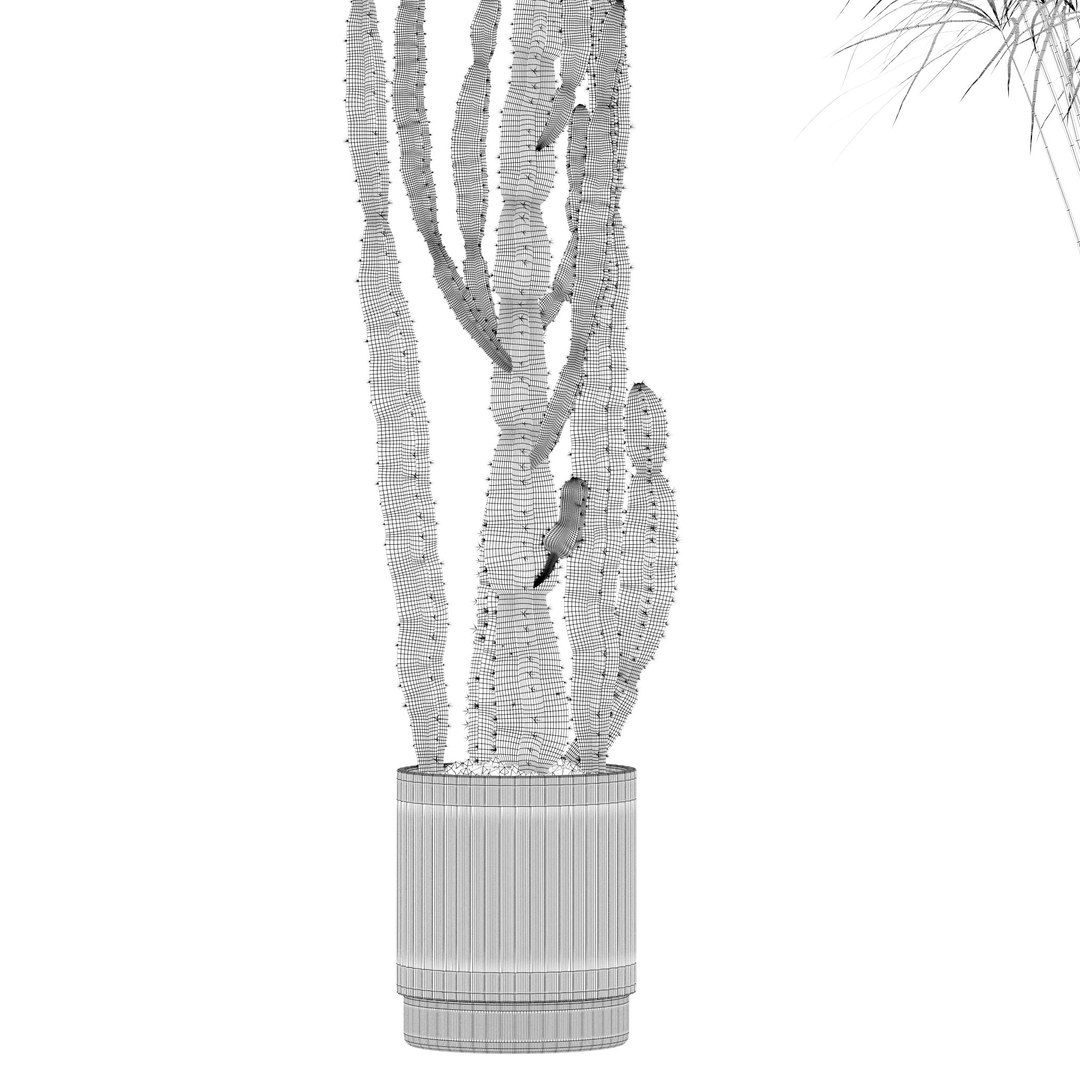 Plants collection 218 - palm grass cactus papirus 3D https://p.turbosquid.com/ts-thumb/Ej/vJ4OZF/31/15/jpg/1718784298/1920x1080/fit_q87/35ae0895490a3e58e4d2ef90ec778218c80afa1a/15.jpg