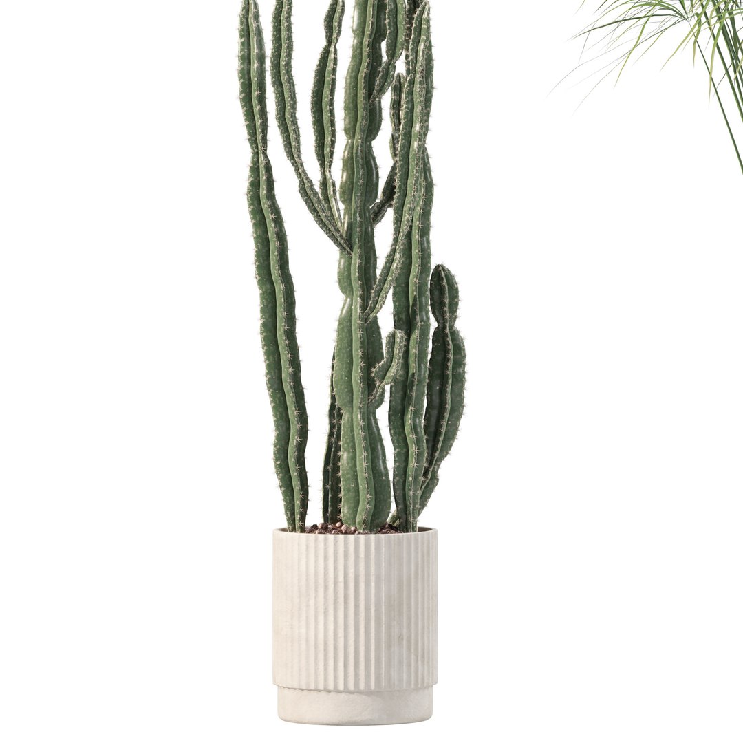 Plants collection 218 - palm grass cactus papirus 3D https://p.turbosquid.com/ts-thumb/Ej/vJ4OZF/Ap/5/jpg/1718784280/1920x1080/fit_q87/4775979093f62ce823e787ee51a9930c26bb7199/5.jpg