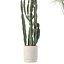 5 Minimalist Ceramic Potted Sansevieria and Calathea Plants - Set 218
