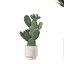 5 Minimalist Ceramic Potted Sansevieria and Calathea Plants - Set 218