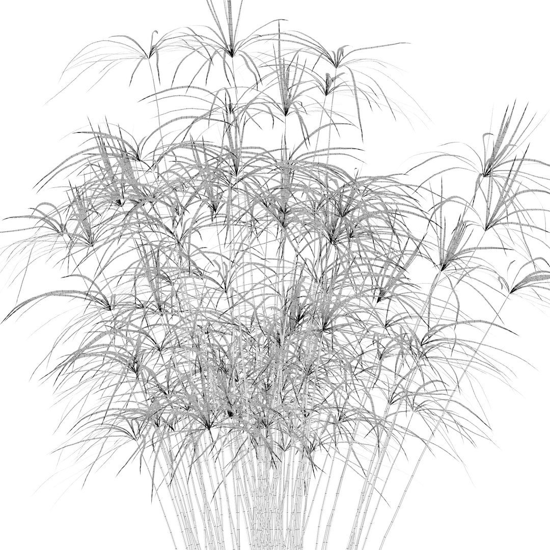 Plants collection 218 - palm grass cactus papirus 3D https://p.turbosquid.com/ts-thumb/Ej/vJ4OZF/Ni/20/jpg/1718784304/1920x1080/fit_q87/06e838b3739bbd34f06bba92bae7c90d086cf17e/20.jpg