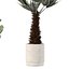 5 Minimalist Ceramic Potted Sansevieria and Calathea Plants - Set 218