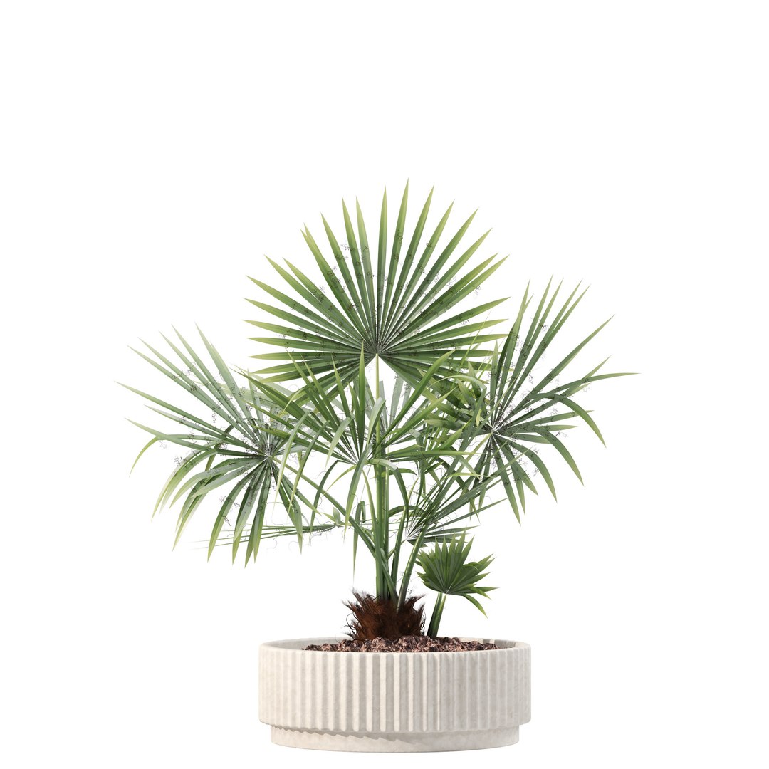 Plants collection 218 - palm grass cactus papirus 3D https://p.turbosquid.com/ts-thumb/Ej/vJ4OZF/UJ/3/jpg/1718784177/1920x1080/fit_q87/c5f45104aaafa9037fe38cc4e6ce1f8f3d5322cd/3.jpg