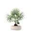 5 Minimalist Ceramic Potted Sansevieria and Calathea Plants - Set 218
