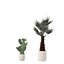 5 Minimalist Ceramic Potted Sansevieria and Calathea Plants - Set 218