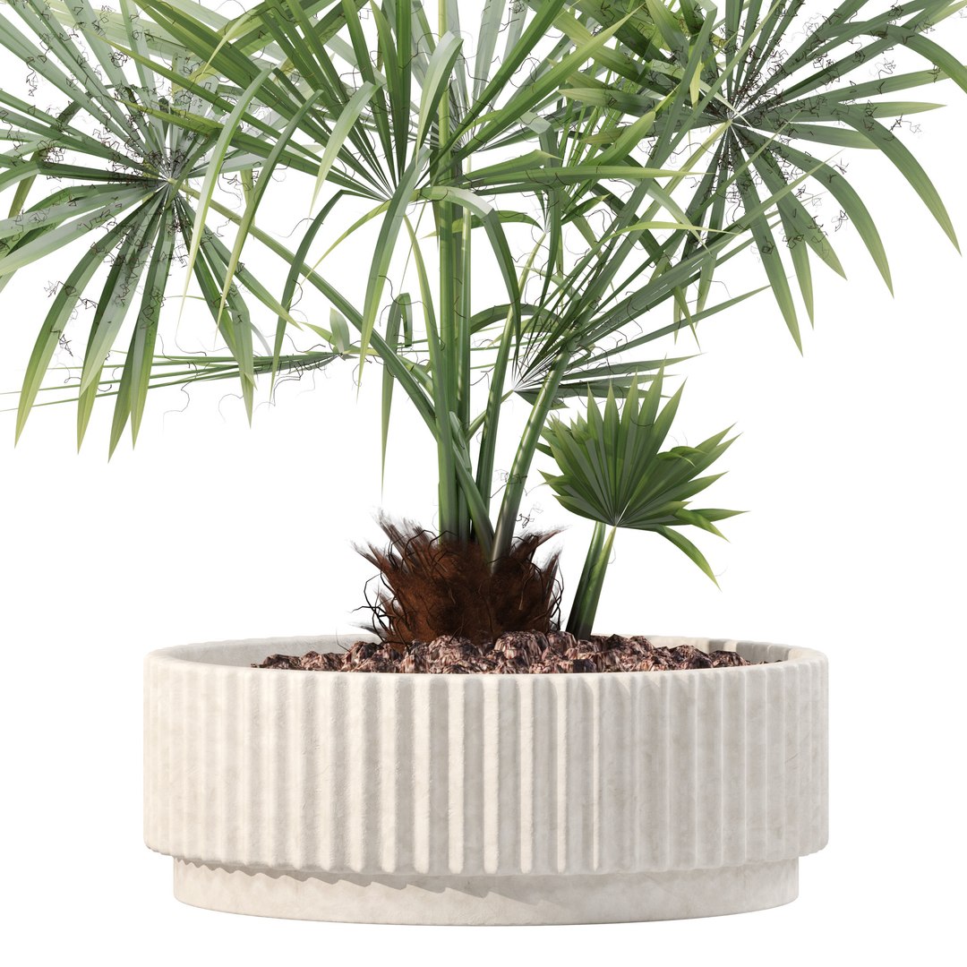Plants collection 218 - palm grass cactus papirus 3D https://p.turbosquid.com/ts-thumb/Ej/vJ4OZF/e1/13/jpg/1718784295/1920x1080/fit_q87/000854a68f298ee5af06460352ec34adb555bbbc/13.jpg