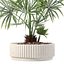 5 Minimalist Ceramic Potted Sansevieria and Calathea Plants - Set 218
