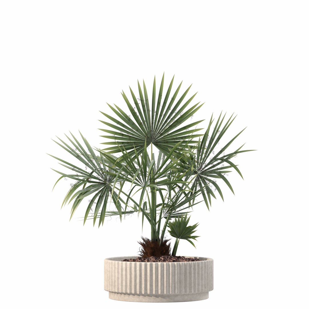 Plants collection 218 - palm grass cactus papirus 3D https://p.turbosquid.com/ts-thumb/Ej/vJ4OZF/gW/3/png/1718784273/1920x1080/fit_q87/8a44859abc0dd0d9947e2d706a1722800bd52e6c/3.jpg