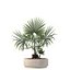 5 Minimalist Ceramic Potted Sansevieria and Calathea Plants - Set 218