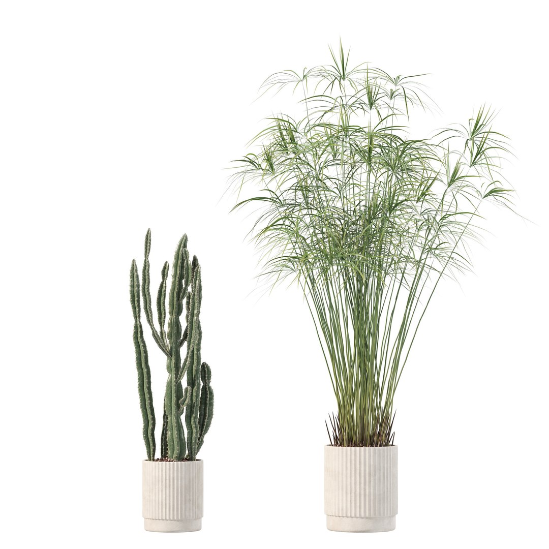 Plants collection 218 - palm grass cactus papirus 3D https://p.turbosquid.com/ts-thumb/Ej/vJ4OZF/nL/4/jpg/1718784202/1920x1080/fit_q87/039a5215a8f50c1c36ee0d9a03259c299521b28c/4.jpg