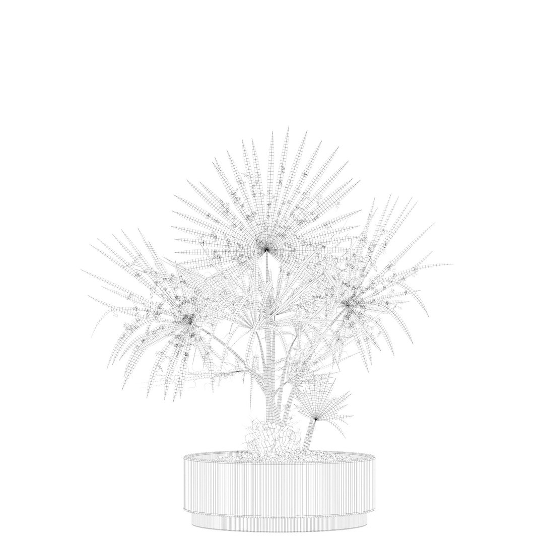 Plants collection 218 - palm grass cactus papirus 3D https://p.turbosquid.com/ts-thumb/Ej/vJ4OZF/ry/12/jpg/1718784292/1920x1080/fit_q87/e2e0aa05a355791852d8acef4a58e56ac5deb132/12.jpg