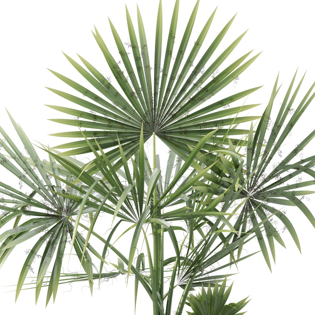Plants collection 218 - palm grass cactus papirus 3D https://p.turbosquid.com/ts-thumb/Ej/vJ4OZF/tS/14/jpg/1718784299/1920x1080/fit_q87/5639929f277cbe64ce4ef1883a2e2a50be6c396d/14.jpg
