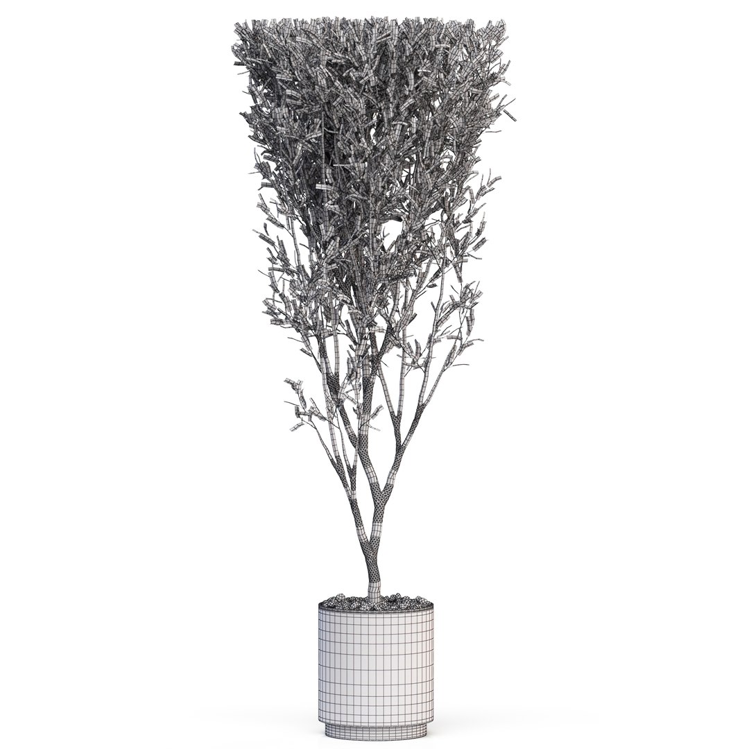 3D Plants collection 624 https://p.turbosquid.com/ts-thumb/Ek/AhW6oV/73/plant_624_04.rgb_color1920width1920px/jpg/1645946765/1920x1080/fit_q87/ab306e99213fba364ad7e2cf9ebf67600455a432/plant_624_04.rgb_color1920width1920px.jpg