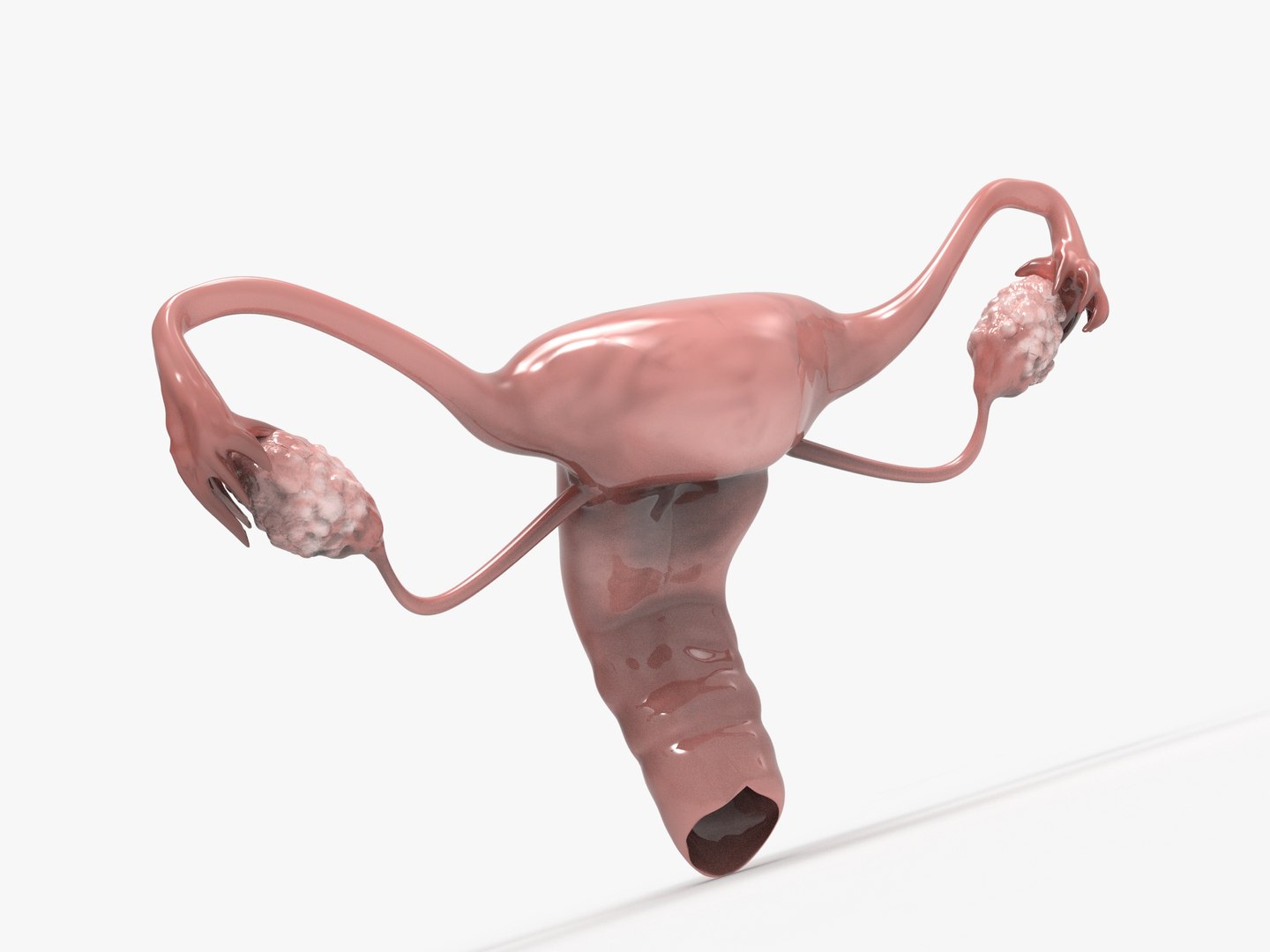 3D female reproductive uterus model https://p.turbosquid.com/ts-thumb/Ek/RUJWJ2/4K5AWjlI/0.290/jpg/1563997183/1920x1080/fit_q87/5a37216b3a121f1c05d60d141ca09d075e1958be/0.290.jpg