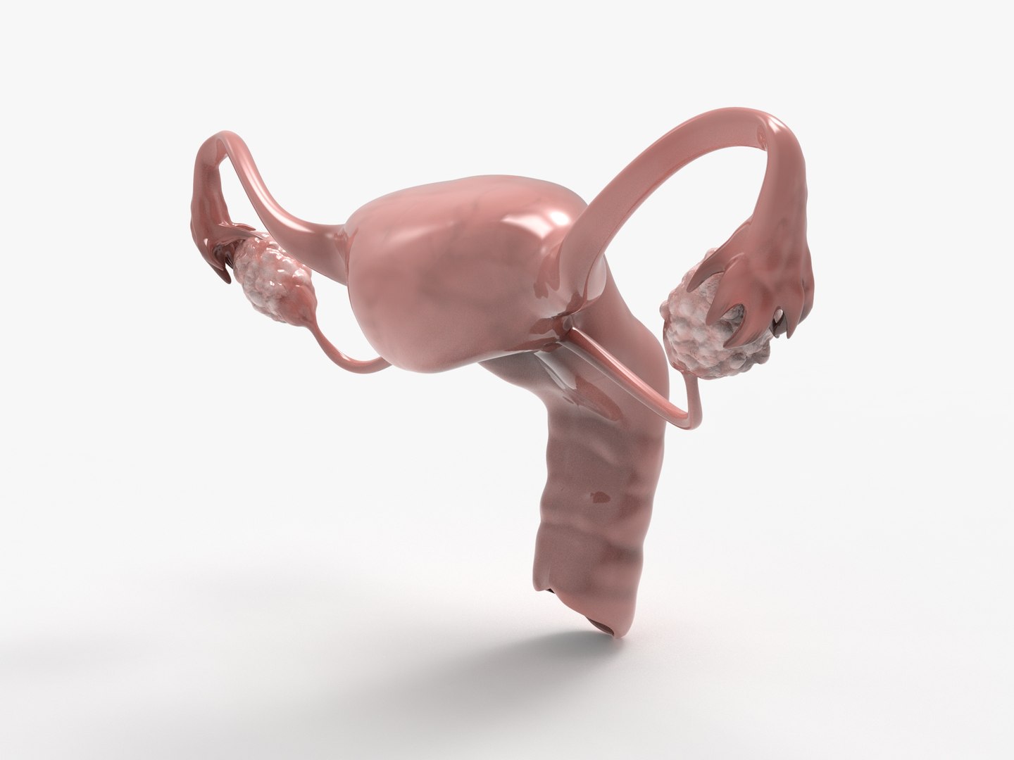 3D female reproductive uterus model https://p.turbosquid.com/ts-thumb/Ek/RUJWJ2/9EGGa6Db/0.296/jpg/1563997183/1920x1080/fit_q87/1b513475c7d3c7b9e68575932e429ebd726d6b2d/0.296.jpg