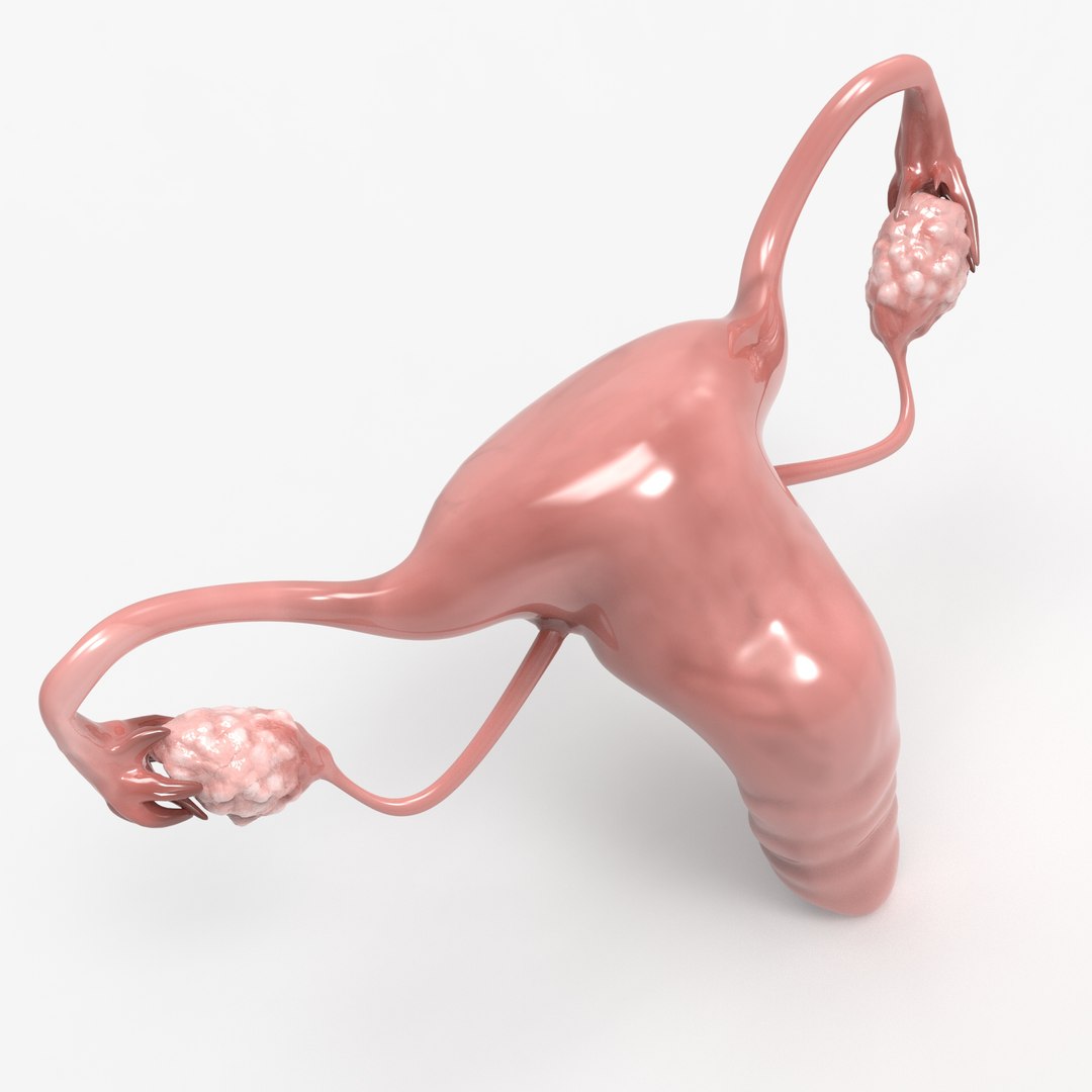 3D female reproductive uterus model https://p.turbosquid.com/ts-thumb/Ek/RUJWJ2/H6FHdtE8/0.298/jpg/1563997183/1920x1080/fit_q87/eb0e24746e2ee059cf2963727789cbf70c9d0fa5/0.298.jpg