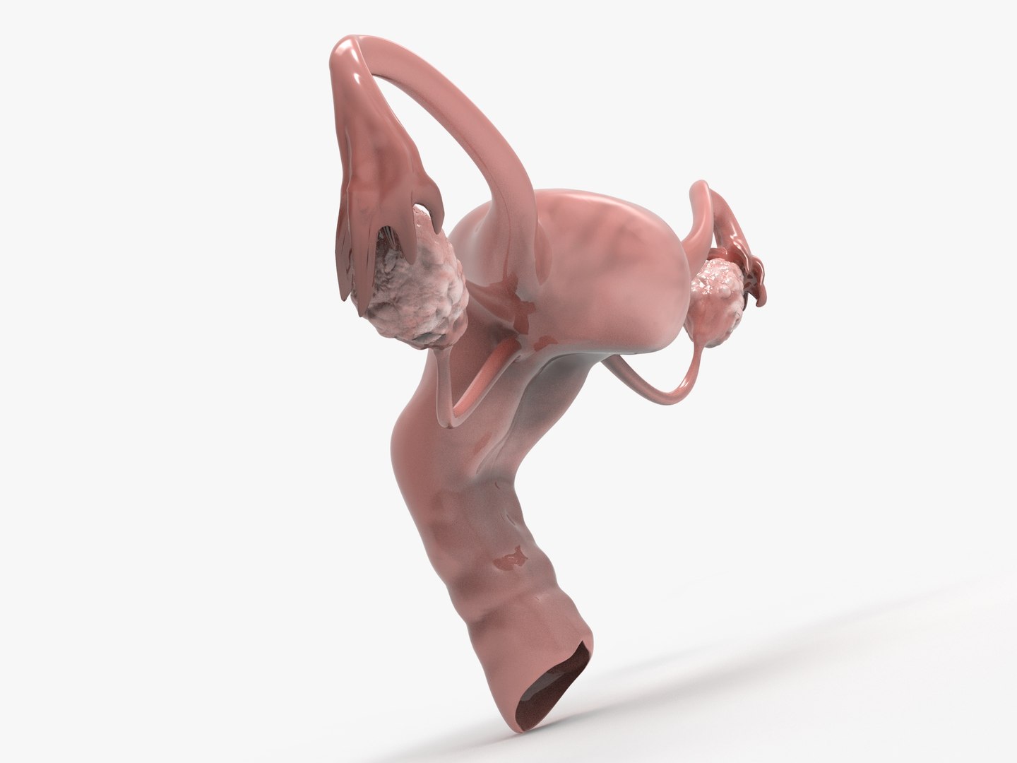 3D female reproductive uterus model https://p.turbosquid.com/ts-thumb/Ek/RUJWJ2/Naw5qj9k/0.291/jpg/1563997183/1920x1080/fit_q87/fa4c098340ca4a8d32ba4251599fdb5fac218846/0.291.jpg