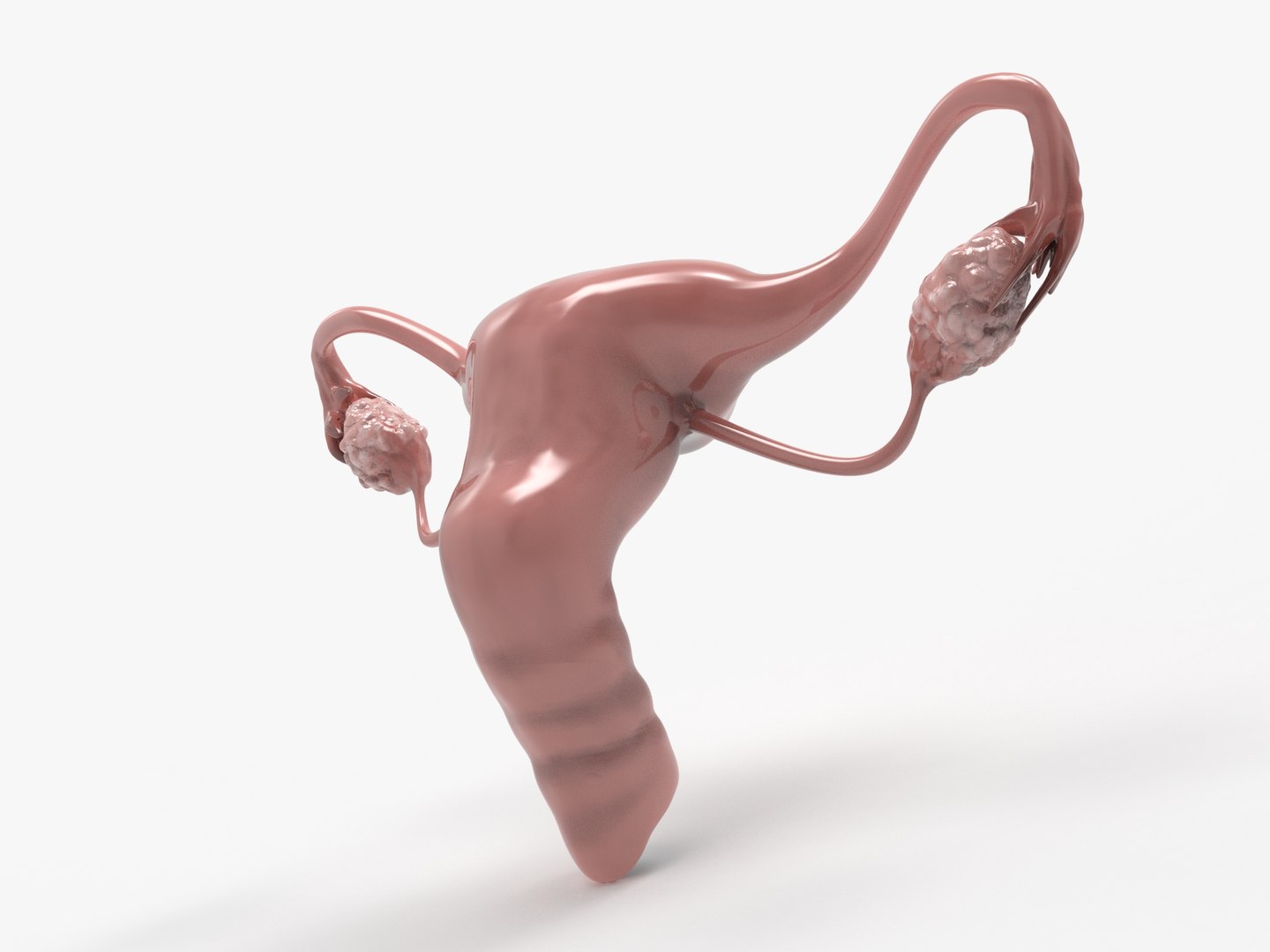 3D female reproductive uterus model https://p.turbosquid.com/ts-thumb/Ek/RUJWJ2/TT7nDQ8e/0.292/jpg/1563997183/1920x1080/fit_q87/6bf671595e9a48213fcb0bfbd0793865e662011f/0.292.jpg