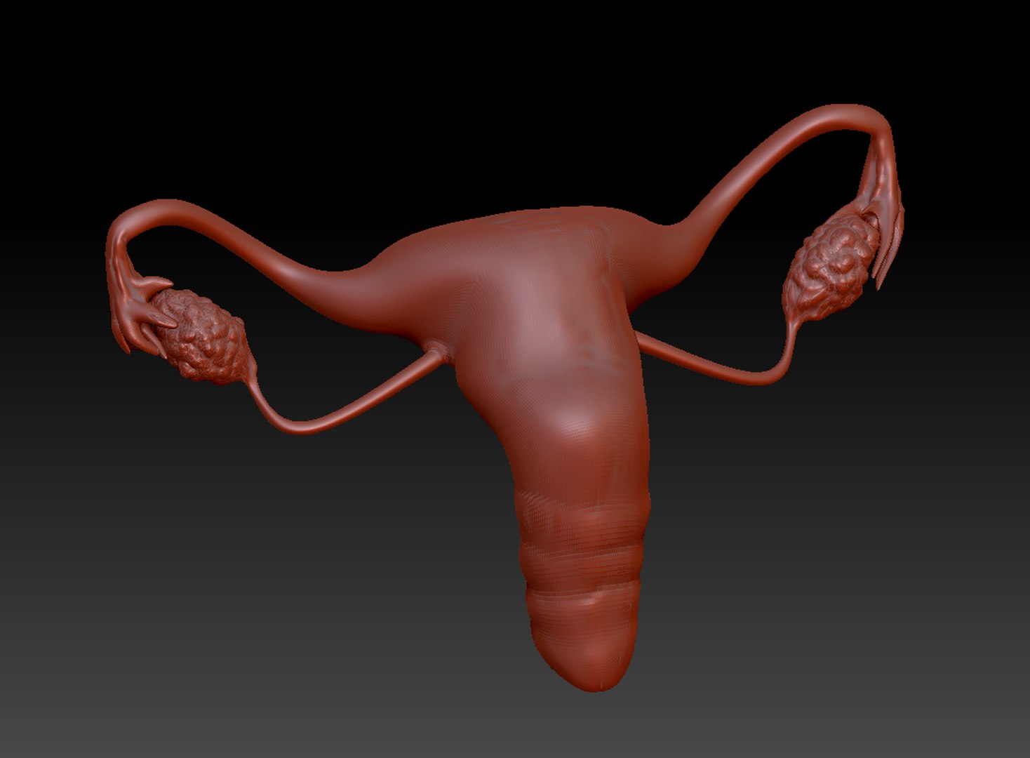 3D female reproductive uterus model https://p.turbosquid.com/ts-thumb/Ek/RUJWJ2/U42gxIKw/capture/png/1563997191/1920x1080/fit_q87/d03c6549f061ead37a10405972efc29a4a40fe21/capture.jpg