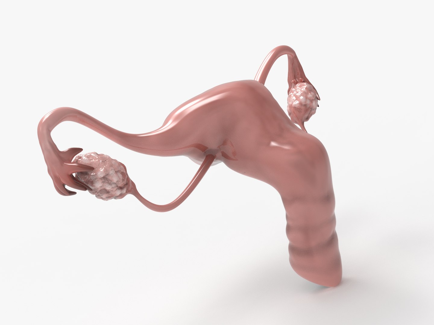 3D female reproductive uterus model https://p.turbosquid.com/ts-thumb/Ek/RUJWJ2/Yv8fPahl/0.286/jpg/1563997183/1920x1080/fit_q87/66e492b8b83f6f435b17d0d51afdc5f6b2f61b9f/0.286.jpg