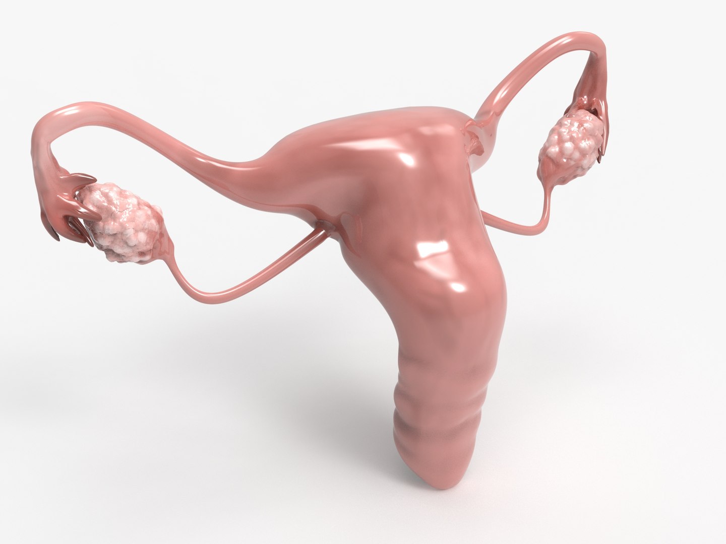 3D female reproductive uterus model https://p.turbosquid.com/ts-thumb/Ek/RUJWJ2/ZAdMTRzM/0.295/jpg/1563997183/1920x1080/fit_q87/af6ea351daee463df87e79be723bb861985097e0/0.295.jpg