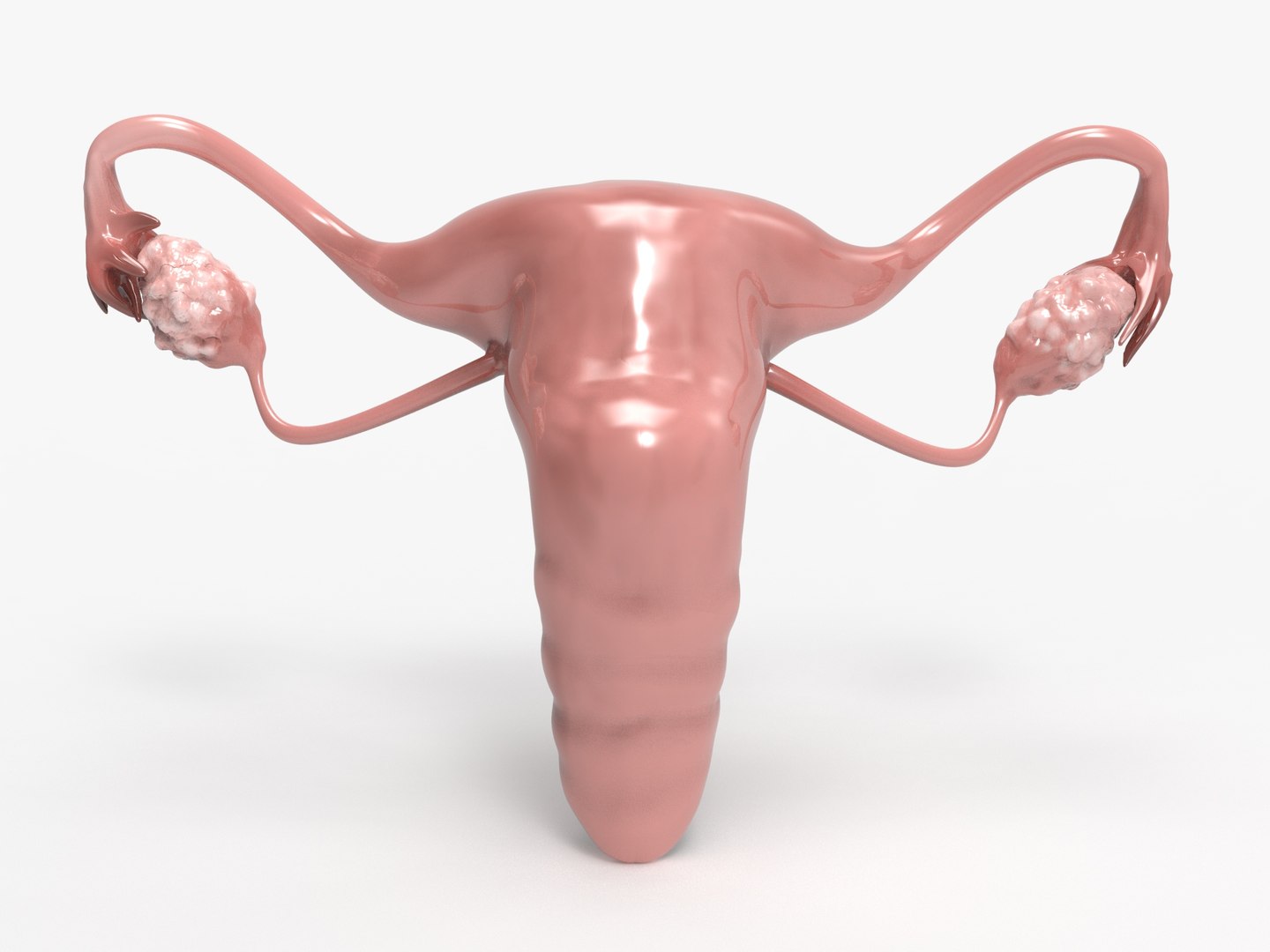 3D female reproductive uterus model https://p.turbosquid.com/ts-thumb/Ek/RUJWJ2/iAqPOzj7/0.294/jpg/1563997183/1920x1080/fit_q87/abf35f172ba113a6cf6f059822aab7de21563135/0.294.jpg