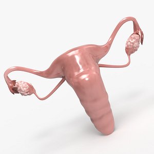 Female Uterus Reproductive System